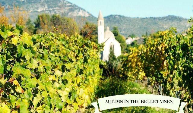 Bellet-Vines #Provence #Wines @RivieraGrape