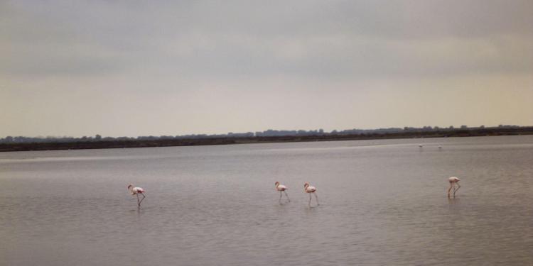 Salins Aigues Mortes #FleurdeSel #Provence Salt