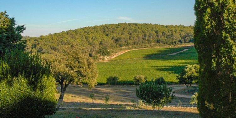 Domaine de L'Amaurigue Wines of Provence @Susan_PWZ