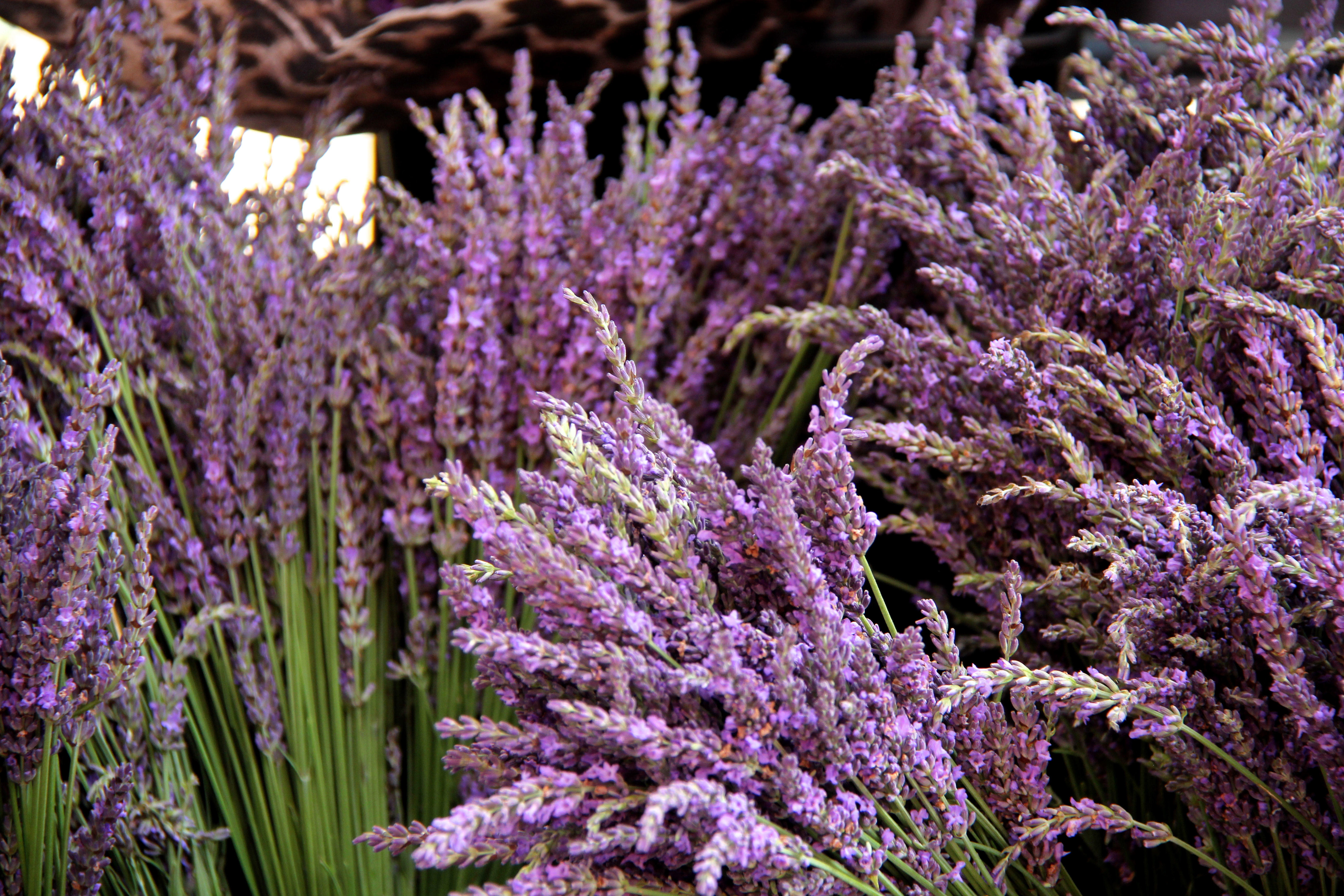 Provence Lavender 