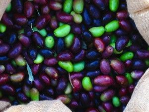 Provencal Olives #Provence #Olives @PerfectlyProvence