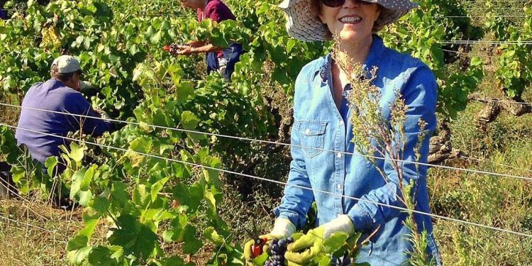 Barefoot Blogger Wine Harvest #Wine #Provence #France