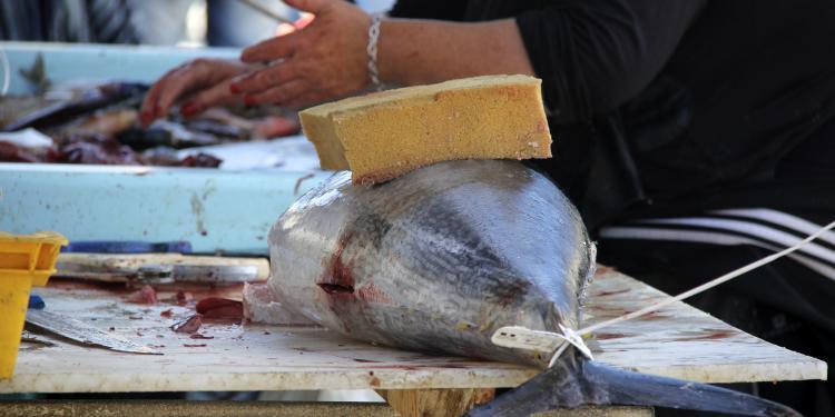 Marseille Fish Market Provence