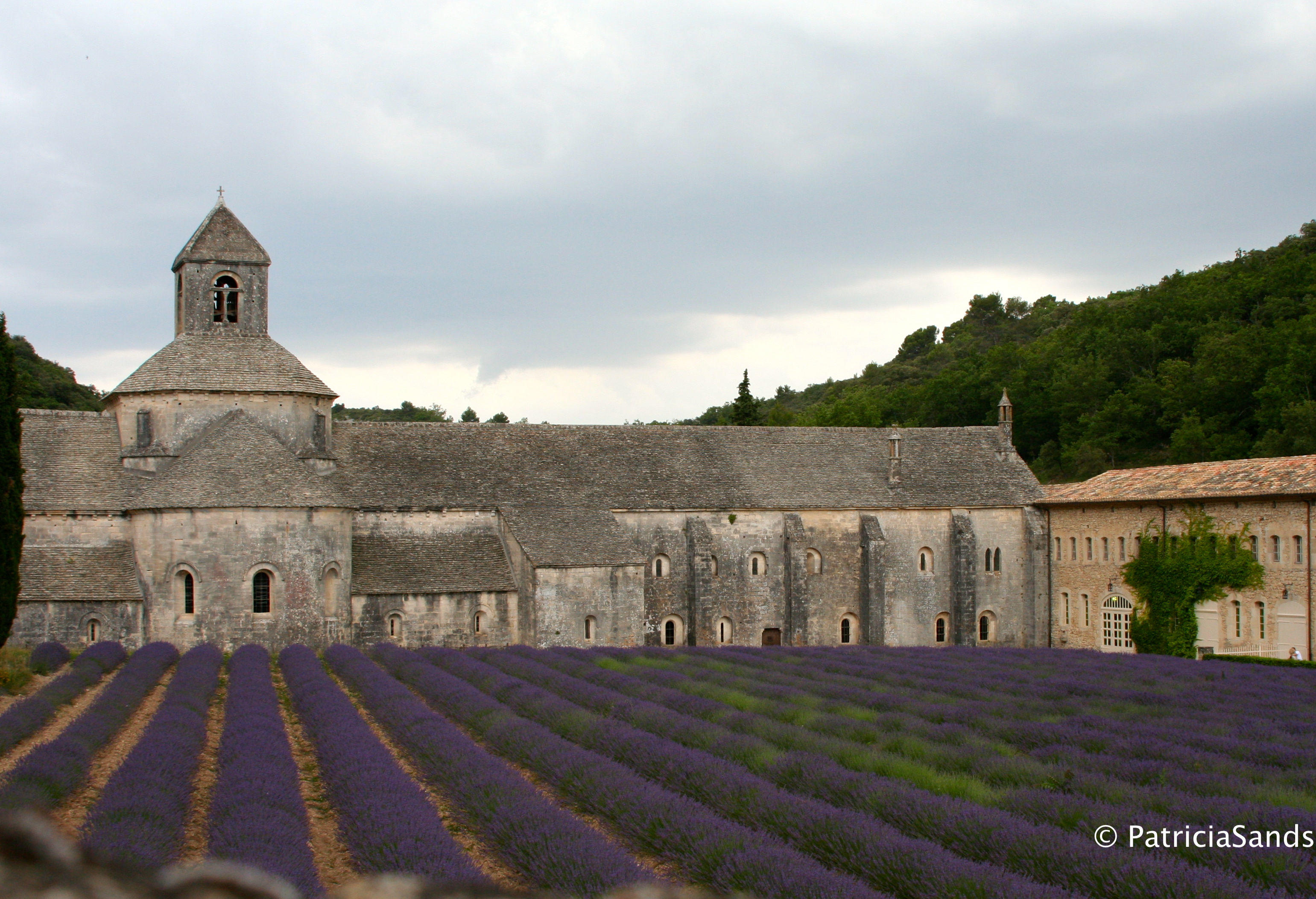 Provence Patricia Sands Author @patricia_sands #Lavender