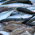 Fish Market #Marseille @PerfProvence