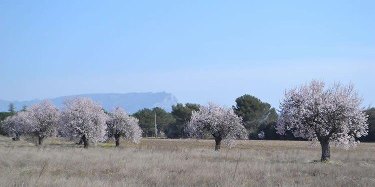 Springtime in Provence Almonds @DreamyProvence