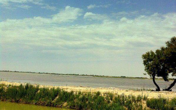 Camargue White Horses Provence @bfBlogger2013