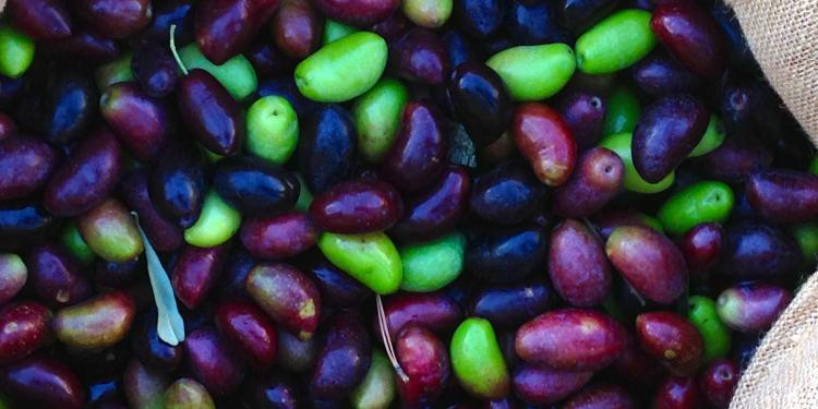 Fall Olives Season Provence