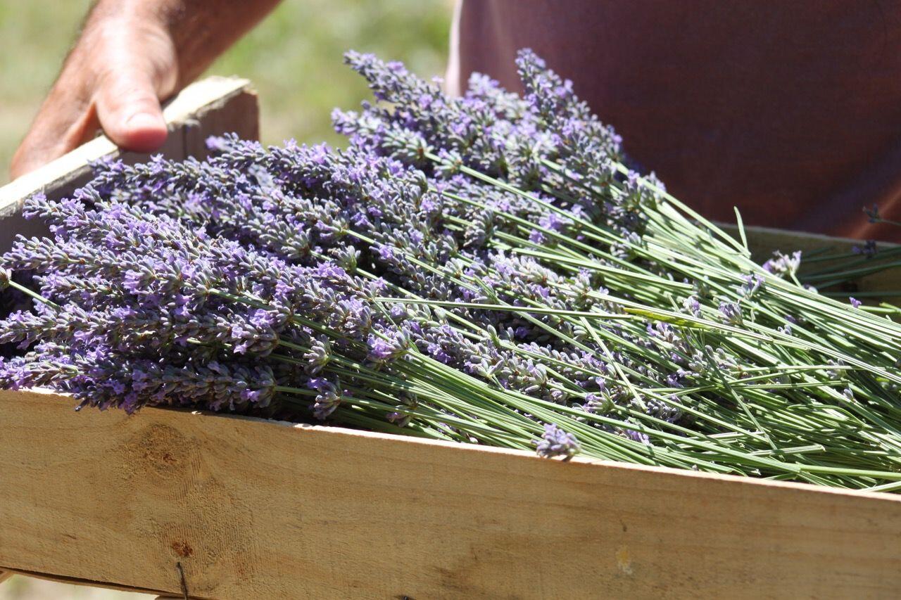 Lavender in Provence 