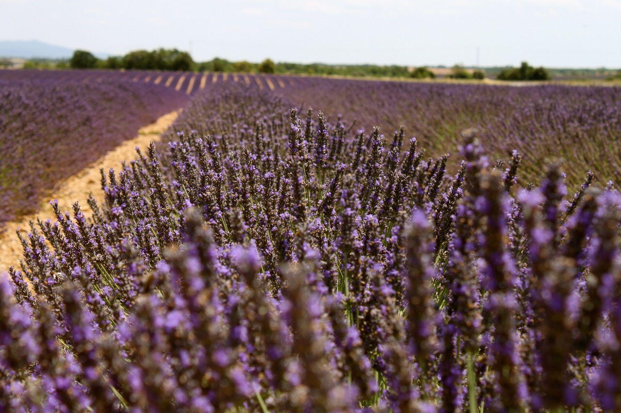 Dried lavander flower sachet bags from Aix en Provence lavender fields