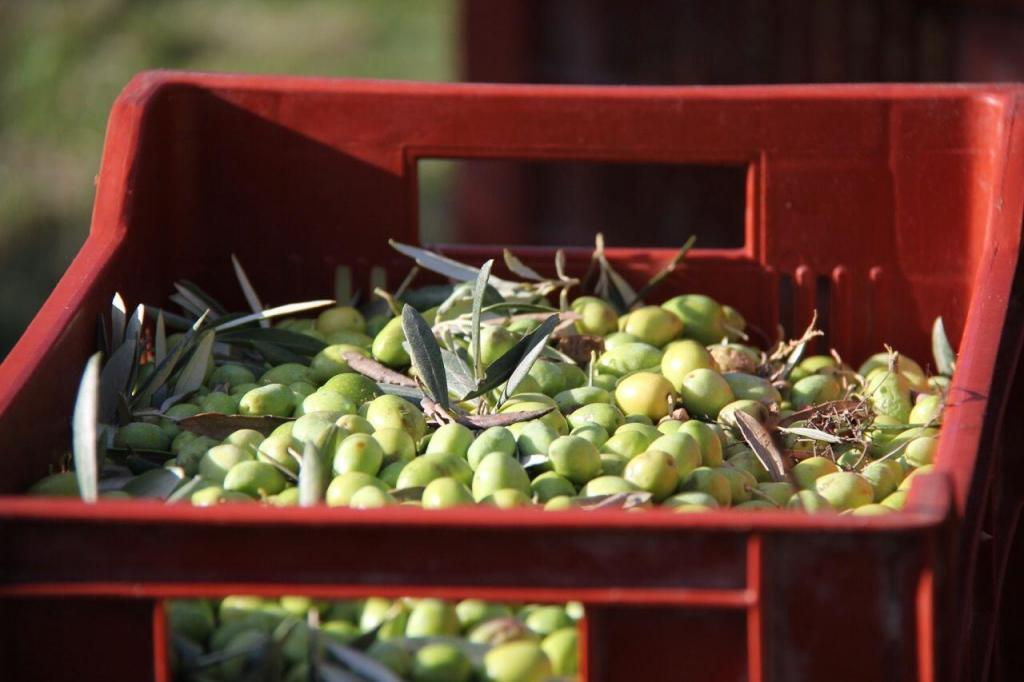 Olives in Provence #Provence #Olives @PerfProvence