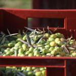 Savoury Shortbread Olives Provence @PerfProvence Savoury Shortbread Olives Provence @PerfProvence