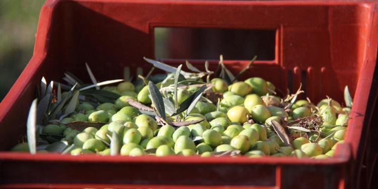 Savoury Shortbread Olives Provence @PerfProvence