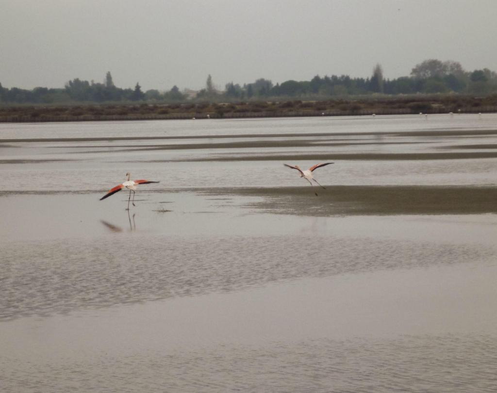 Pink Flamingos Aigues Mortes Salt flats Fleur de Sel Salins @PerfProvence