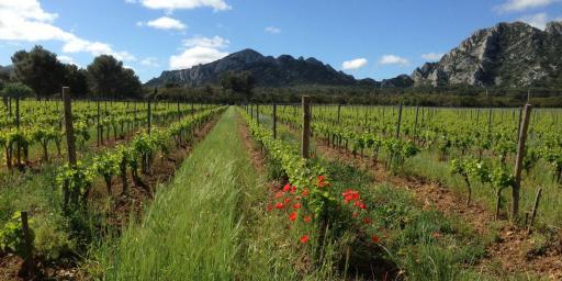 Domaine des Terres Blanches St Remy Provence Wines