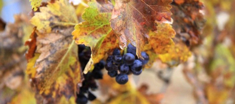 Grape vines in fall