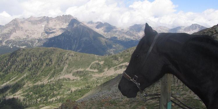 Vermato and Horse Mercantour National Park #Provenc