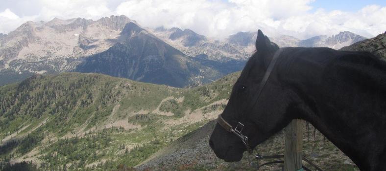 Vermato Horse Mercantour National Park