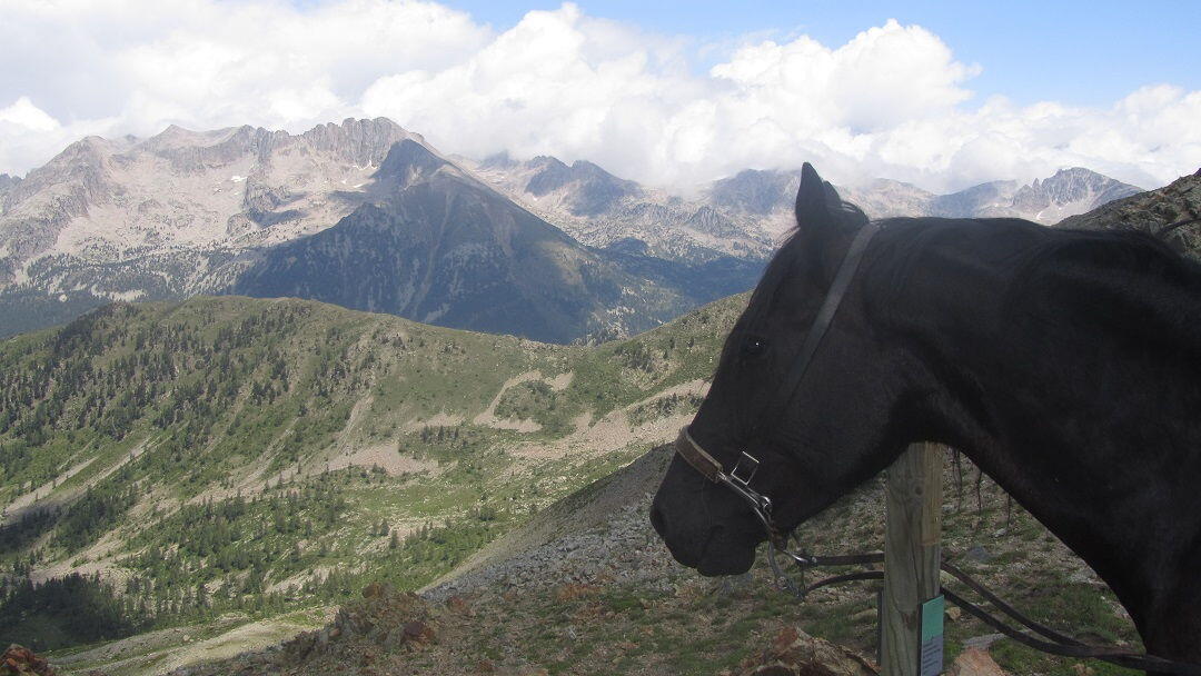 Vermato Horse Mercantour National Park 