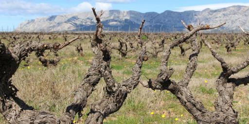 Old vines with Ste Victoire in the background @LizGabayMW #WinesofProvence