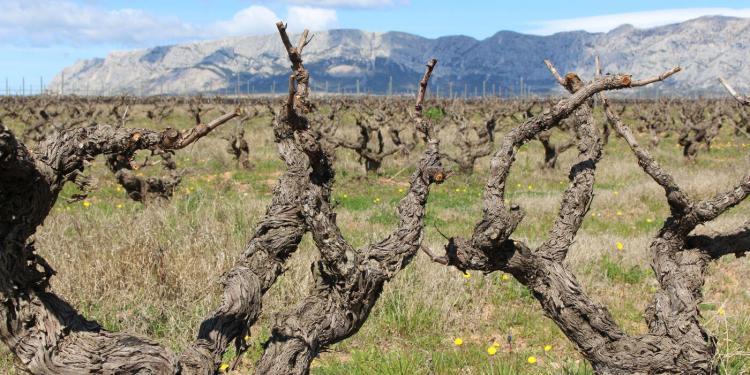 Old vines with Ste Victoire in the background @LizGabayMW #WinesofProvence