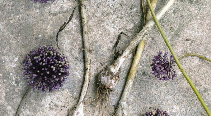 The Curious Forager: Wild Leeks and Rocket