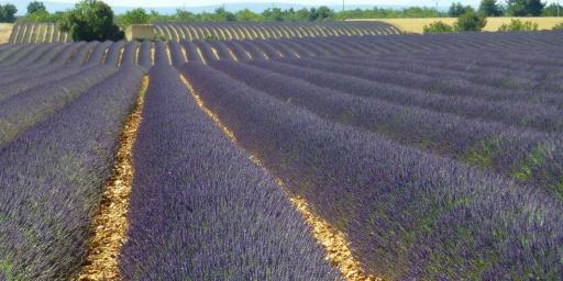 Discover Provence Lavender @AboutProvence