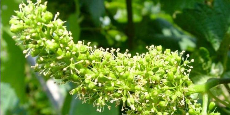 Vines in flower #Wine #Provence @MirabeauWine