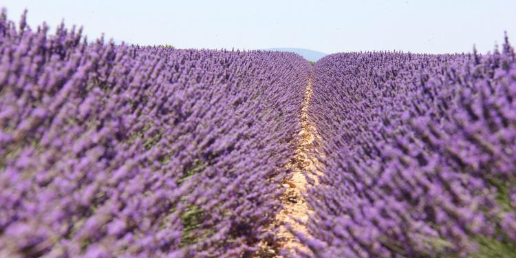 Lavender fields #Provence via @ProvenceTayls