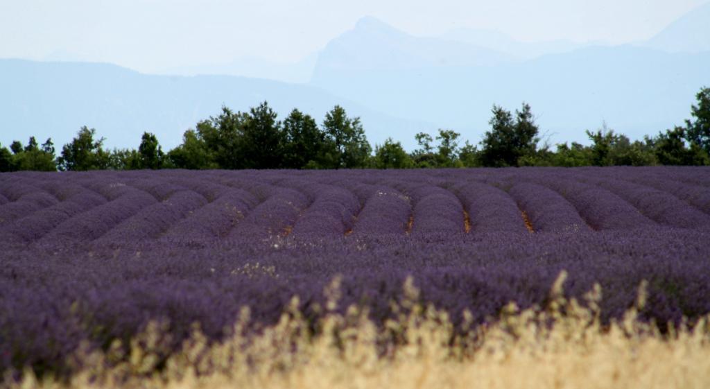 Lavender Fields #TravelProvence #Lavender @PerfProvence
