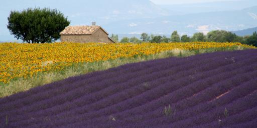 Lavender Fields Travel Provence Lavender