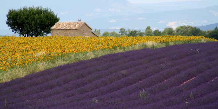 Lavender Fields #TravelProvence #Lavender @PerfProvence