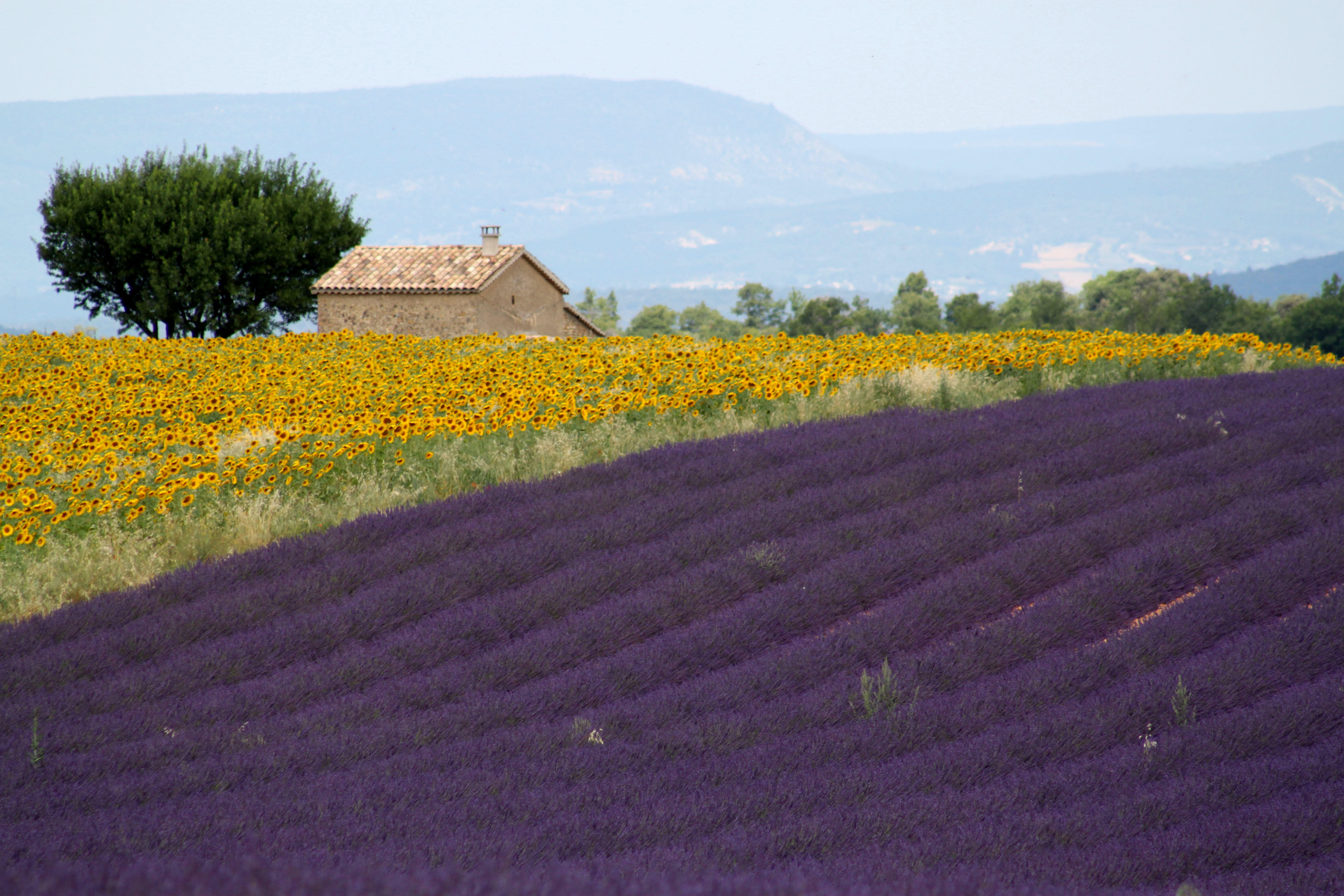 https://perfectlyprovence.co/wp-content/uploads/2015/07/Lavender-Fields.jpg