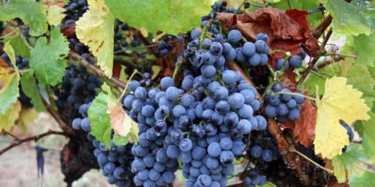 Mirabeau en Provence grape harvest #Provence #Wines @MirabeauWine
