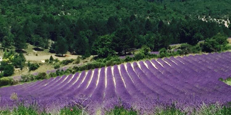 Lavender Mont Ventoux @ProvenceTayls