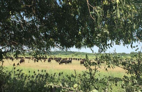 Camargue view #Provence @bfblogger2015