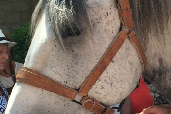 horse in a flat-cap @vauclusedreamer