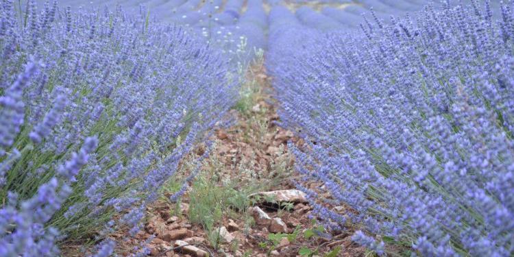 Summer Lavender Village Festivals @CuriousProvence