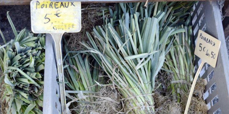 French leeks Poireaux #leeks @CuriousProvence