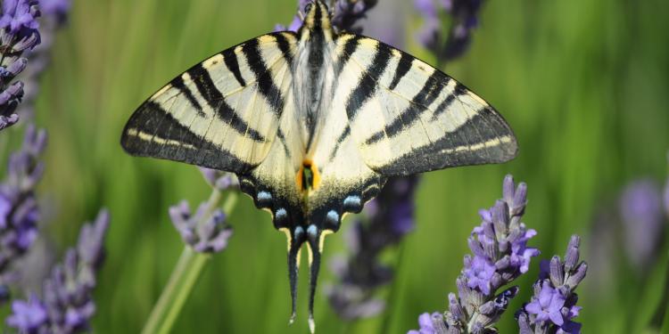 Butterfly at le Chene @ProvenceTayls