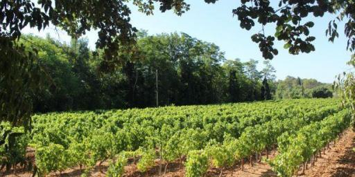 Six Vineyards of St Antonin du Var @LizGabayMW #WinesofProvence