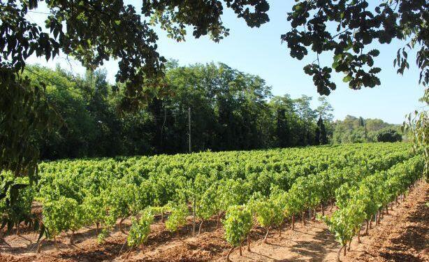 Six Vineyards of St Antonin du Var @LizGabayMW #WinesofProvence