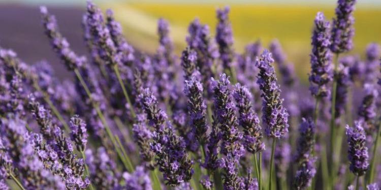 lavender with sunflower field background #lavender @MirabeauWine