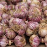 Fresh Garlic Provence Markets