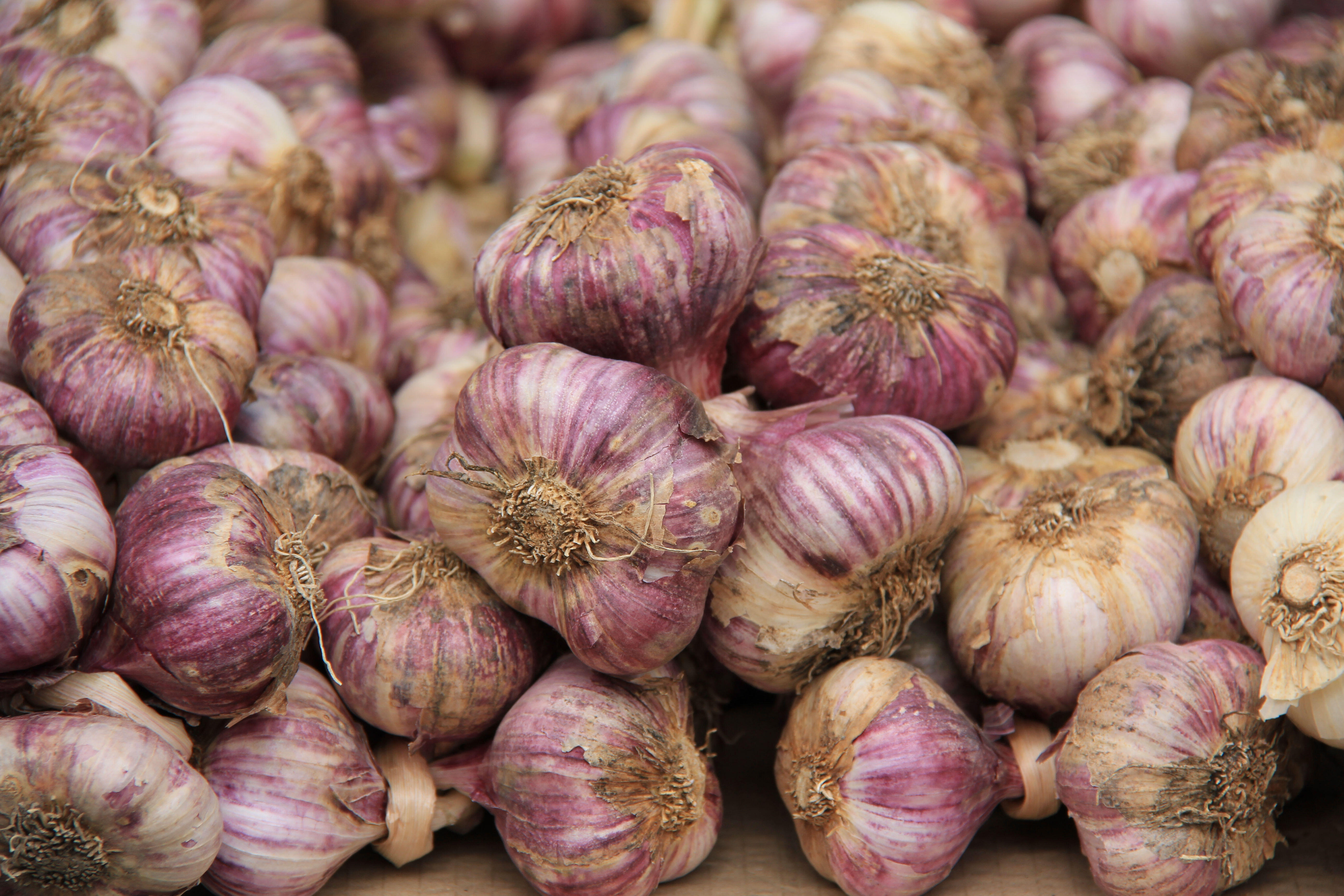 Fresh Garlic Provence Markets