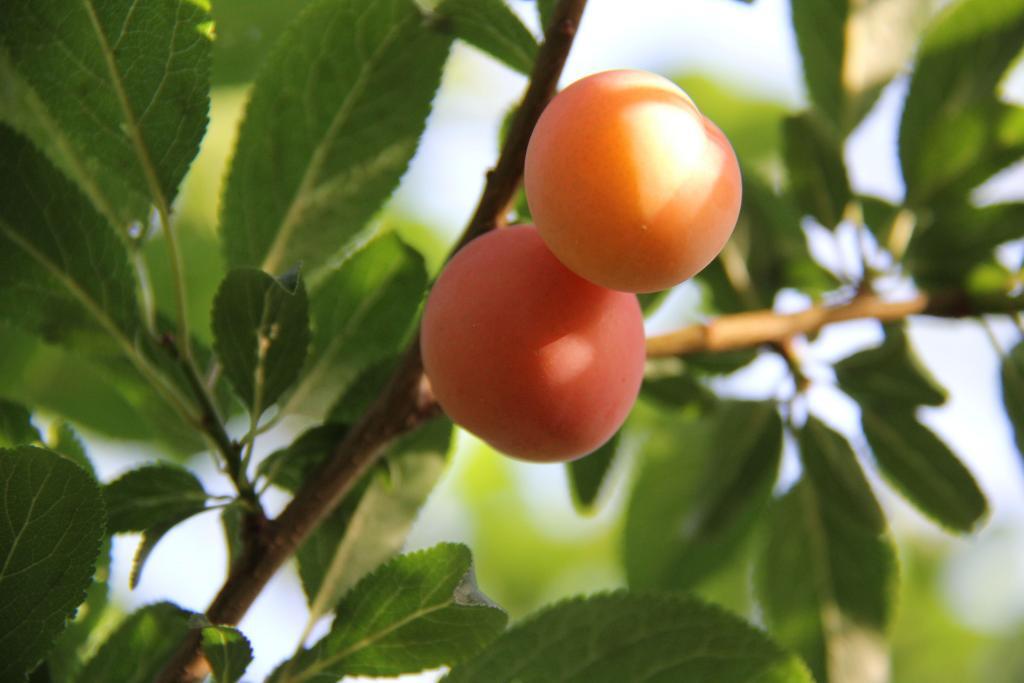 Apricots in #Provence