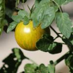 Side Dish Gratins Tomatoes Provence
