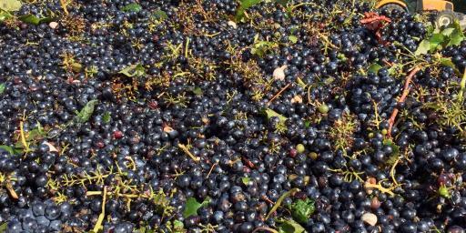 2015 Vendage is under way in the Luberon #WinesofProvence @ProvenceTayls