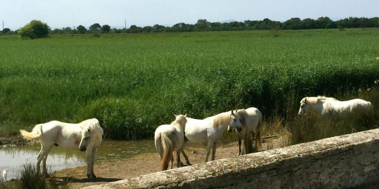 Camargue views #Camargue #Provence @bfblogger2015