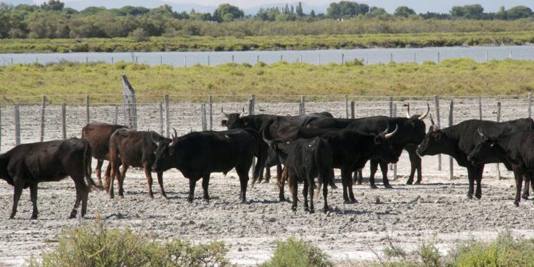 Cowboy Culture Bulls Taureaux Camargue Provence @PerfProvence
